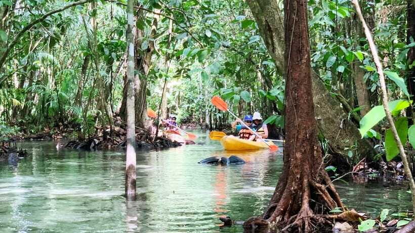 From Ao Nang: Kayaking at Klong Rud with Hotel Transfers - What you might see along the way: mangroves, wildlife cues, and a bit of surprise