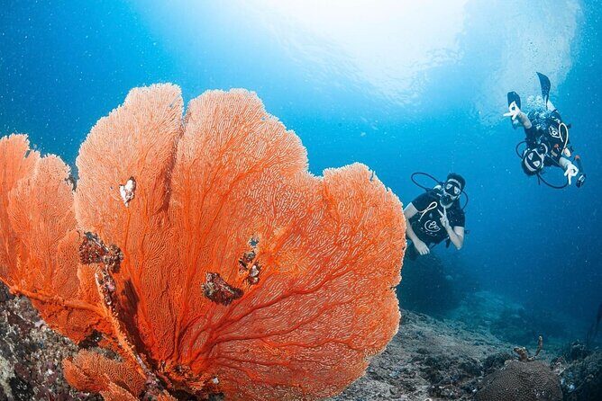 From Phi Phi Don | Half Day Discover Scuba Diving 2 Dives - Key highlights before you go