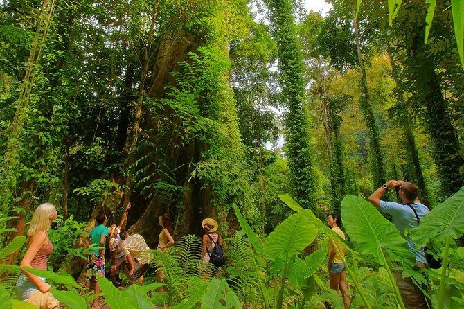 Full-Day Jungle Tour Including Tiger Cave Temple, Crystal Pool and Krabi Hot Springs - Thai Lunch and the Pace of the Day: Value Depends on Timing