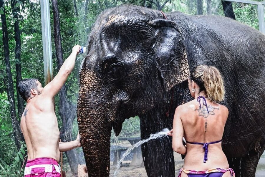 Krabi: Highlights Tour with Krabi Elephant Shelter - Krabi Elephant Shelter’s Mission: Why the “No Work, No Riding” Rule Matters