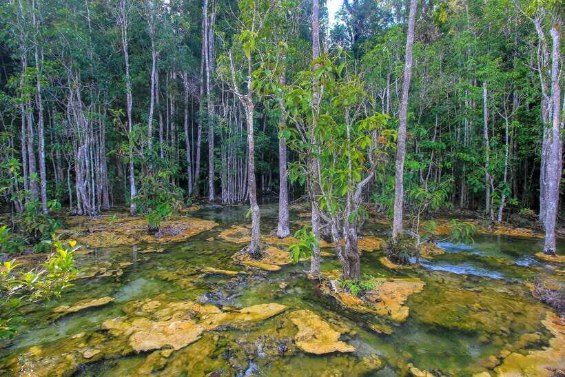 Krabi Outback Explorer to Emerald Pool & Wareerak Hotspring - From your hotel to the rainforest: the van-to-jungle flow