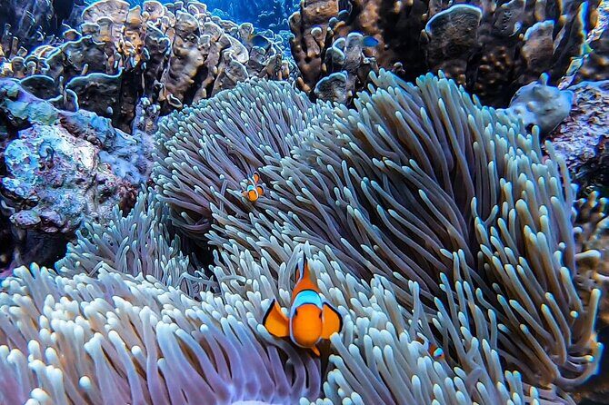 Private Speedboat Tour to Phi Phi Islands From Krabi - Pileh Bay and the reef stop at Phi Phi Leh